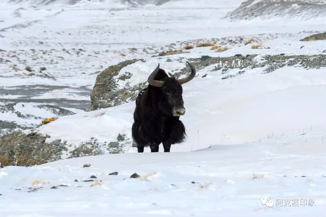 牦牛.webp
