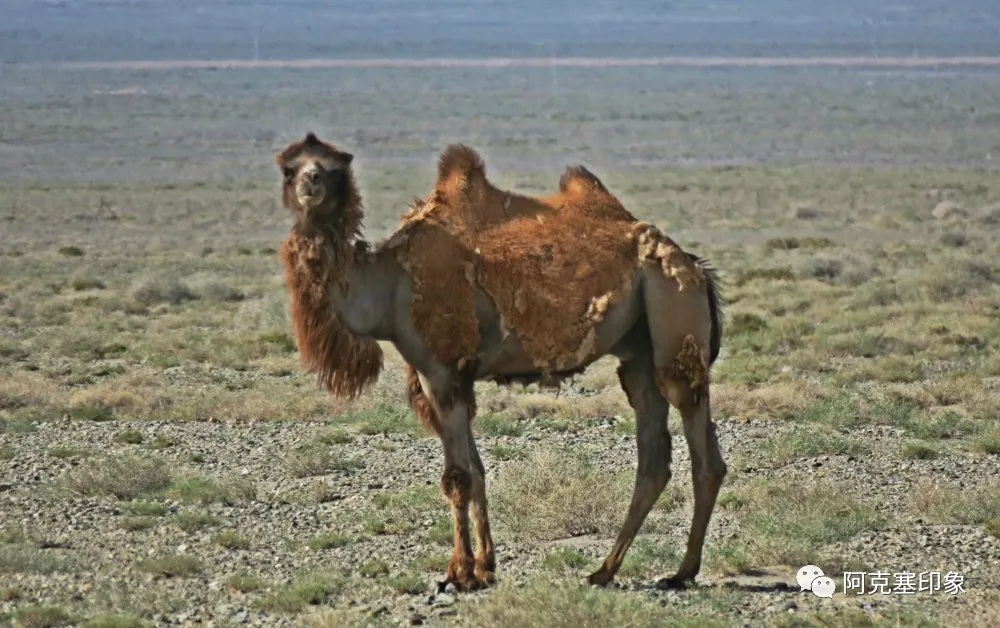 单个骆驼.webp